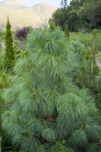 Pinus_wallichiana.jpg