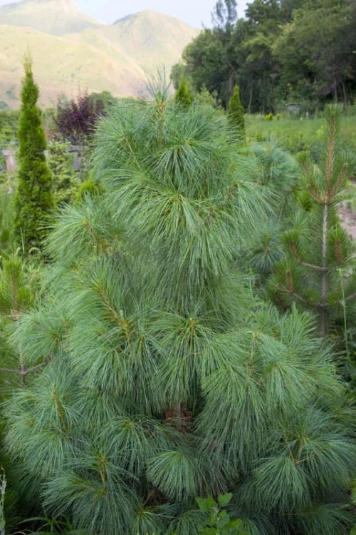 Pinus_wallichiana.jpg