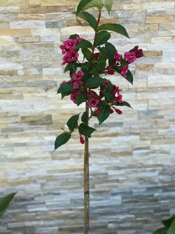 Krzewuszka-Cudowna-BRISTOL-RUBY-NA-PNIU-130-CM-Cechy-charakterystyczne-przyjazne-dla-zwierzat-rzadko-spotykane-proste-w-pielegnacji-oczyszczajace-powietrze-lubiace-cien-lubiace-slonce.jpg