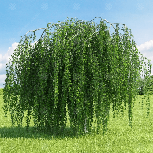betula-pendula-tree-p3151-33191_image.png