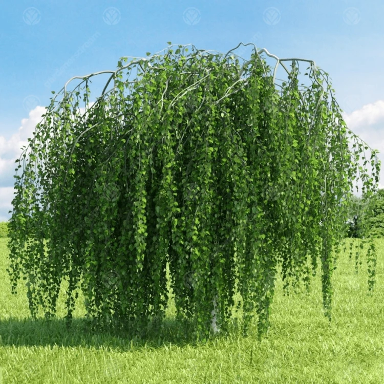 betula-pendula-tree-p3151-33191_image.png