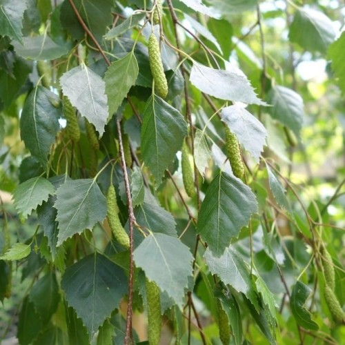 betula-pendula-youngii-tree-p44-3886_medium.jpg