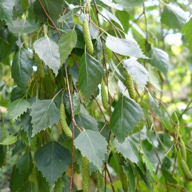betula-pendula-youngii-tree-p44-3886_medium.jpg