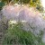 miscanthus-memory-600x600.jpg
