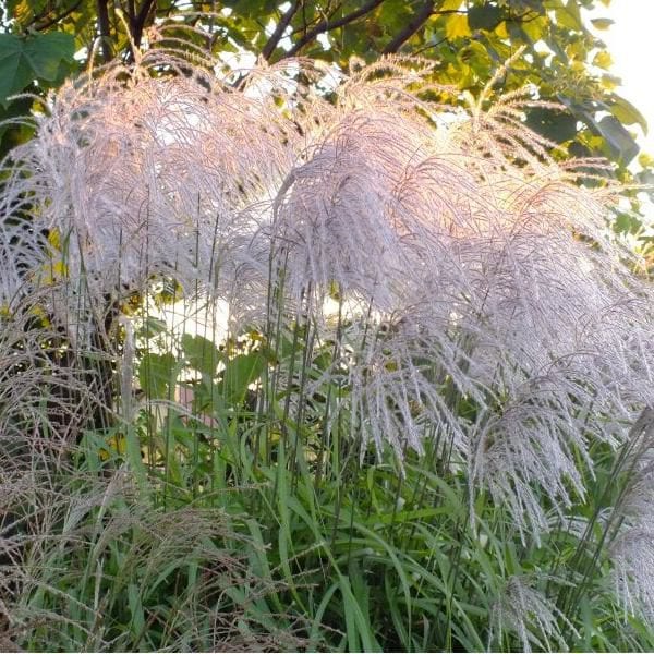 miscanthus-memory-600x600.jpg
