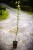 DSC04415.jpg
