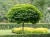 katalpa-surmia-bignoniowa.webp