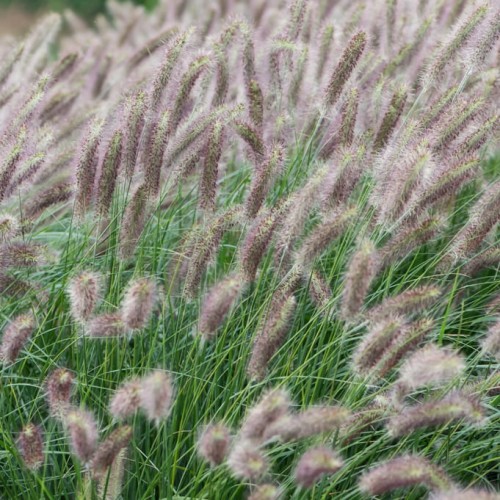 pennisetum-alopecuroides-lady-u-2.jpg