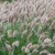 pennisetum-alopecuroides-lady-u-2.jpg