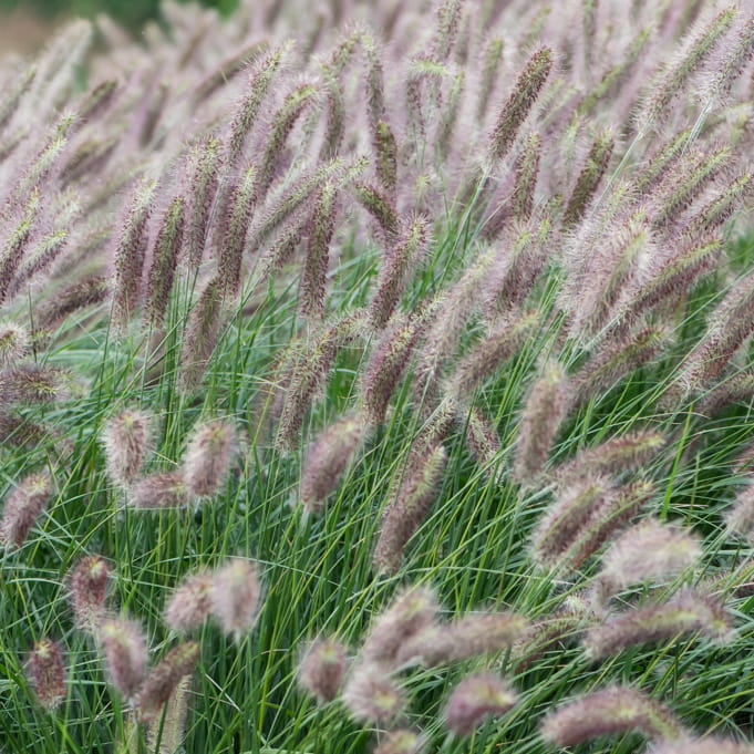 pennisetum-alopecuroides-lady-u-2.jpg