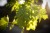 DSC04435.jpg