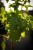 DSC04437.jpg