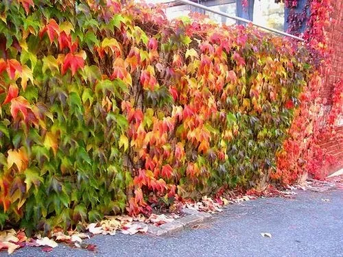 i-winobluszcz-trojklapowy-parthenocissus-tricuspidata.webp