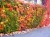 i-winobluszcz-trojklapowy-parthenocissus-tricuspidata.webp