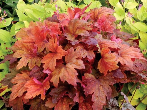 zuraweczka-sweet-tea-heucherella-sweet-tea.jpg