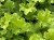 pol_pl_Zurawka-Rex-Lime-Heuchera-14405_1.jpg