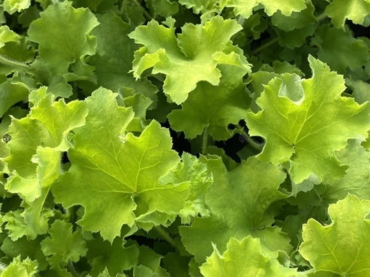 pol_pl_Zurawka-Rex-Lime-Heuchera-14405_1.jpg