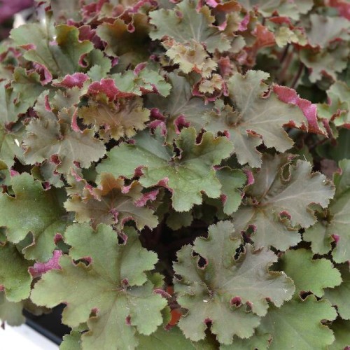 heuchera-rex-red_1.jpg