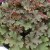 heuchera-rex-red_1.jpg