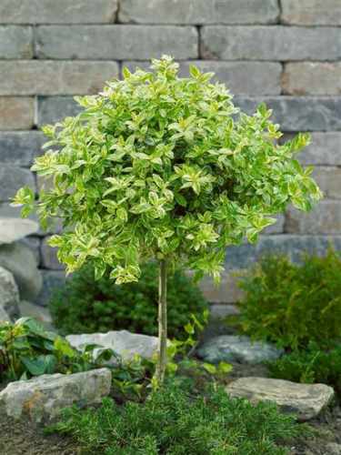 Euonymus  fortunei ' 2.jpg
