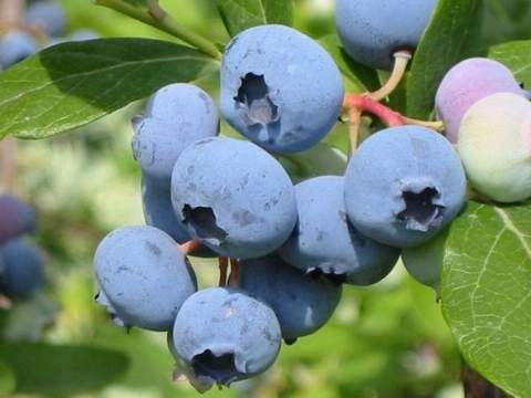 borowka_amerykanska_bluecrop.jpg