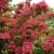 weigela_eva_rathke_3,bIp0v5mco1Tw4YiqmplnarFshXd9lZil-jpg.webp