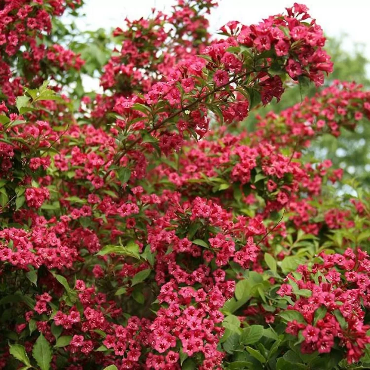 weigela_eva_rathke_3,bIp0v5mco1Tw4YiqmplnarFshXd9lZil-jpg.webp