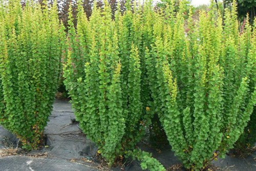 pol_pl_Berberys-Thunberga-Erecta-Berberis-thunbergii-6586_1.jpg
