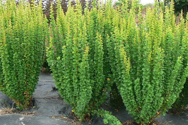 pol_pl_Berberys-Thunberga-Erecta-Berberis-thunbergii-6586_1.jpg