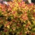 pl0000004404.webp