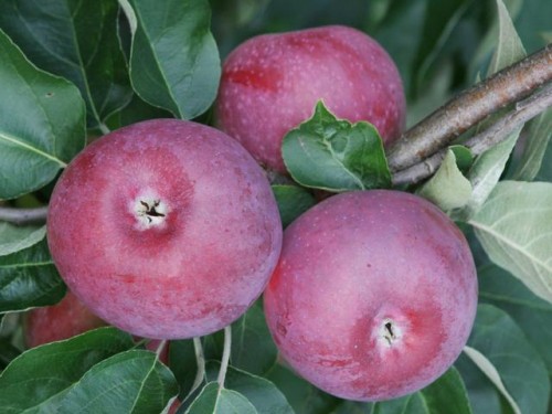 Jabłoń DELIKATES