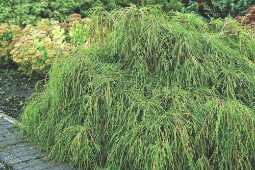 pol_pl_Cyprysik-groszkowy-Filifera-Nana-Chamaecyparis-pisifera-9653_2.jpg