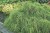 pol_pl_Cyprysik-groszkowy-Filifera-Nana-Chamaecyparis-pisifera-9653_2.jpg