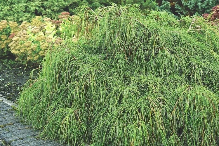 pol_pl_Cyprysik-groszkowy-Filifera-Nana-Chamaecyparis-pisifera-9653_2.jpg