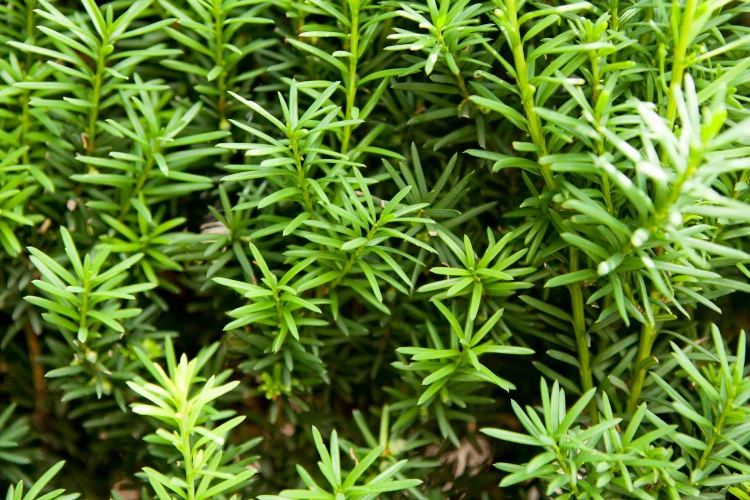 cis-posredni-hicksii_21722.jpg