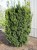 pol_pl_Cis-posredni-Hicksii-2011_8.jpg