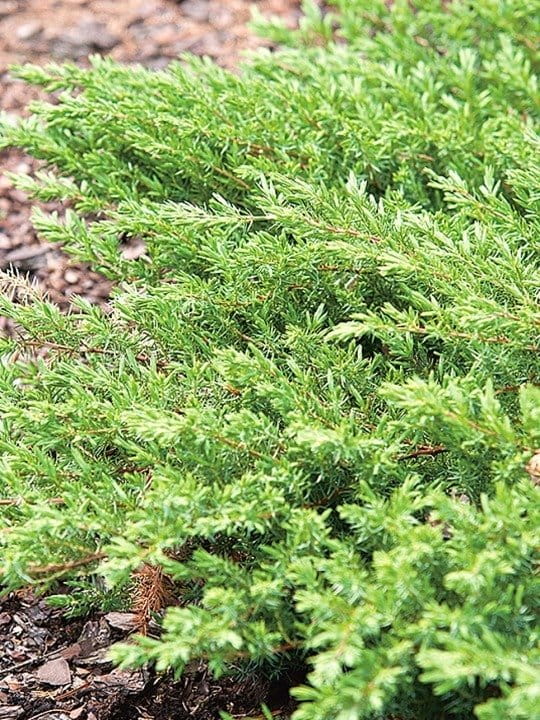 pol_pl_Jalowiec-nadbrzezny-Schlager-Juniperus-conferta-10836_1.jpg