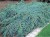 blue carpet.jpg