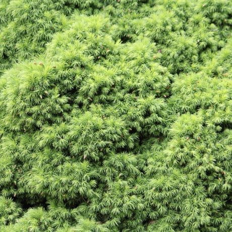 00-picea-glauca-alberta-globe_c_medium.jpg