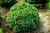 pol_pl_Swierk-bialy-Alberta-Globe-Picea-glauca-8460_1.jpg