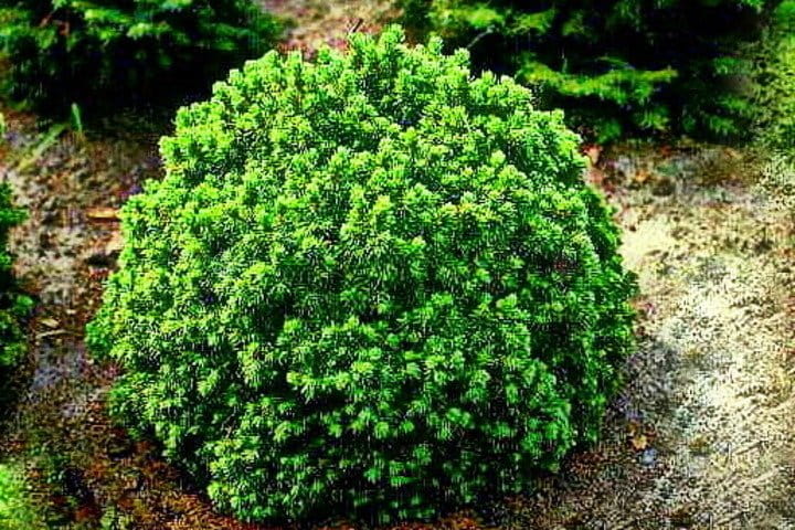 pol_pl_Swierk-bialy-Alberta-Globe-Picea-glauca-8460_1.jpg