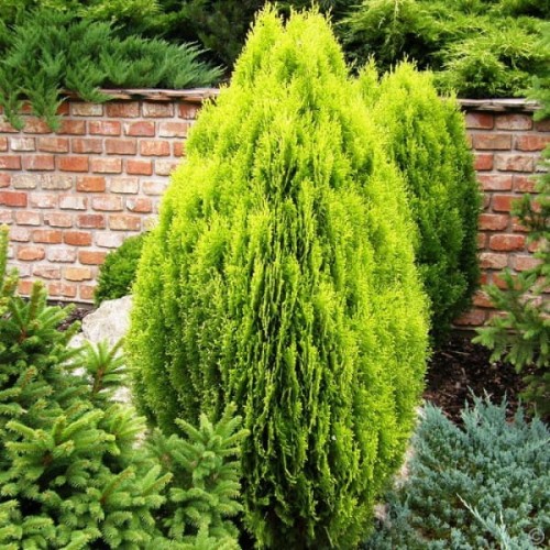 zywotnik-wschodni-thuja-aurea-nana-odmiana-karlowa.jpg