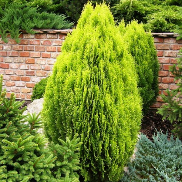 zywotnik-wschodni-thuja-aurea-nana-odmiana-karlowa.jpg