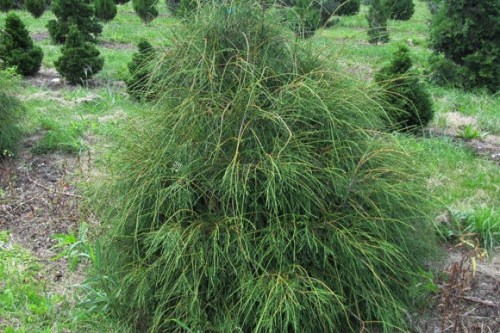 filiformis.jpg