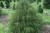 filiformis.jpg