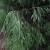 Thuja-FILIFORMIS.jpg