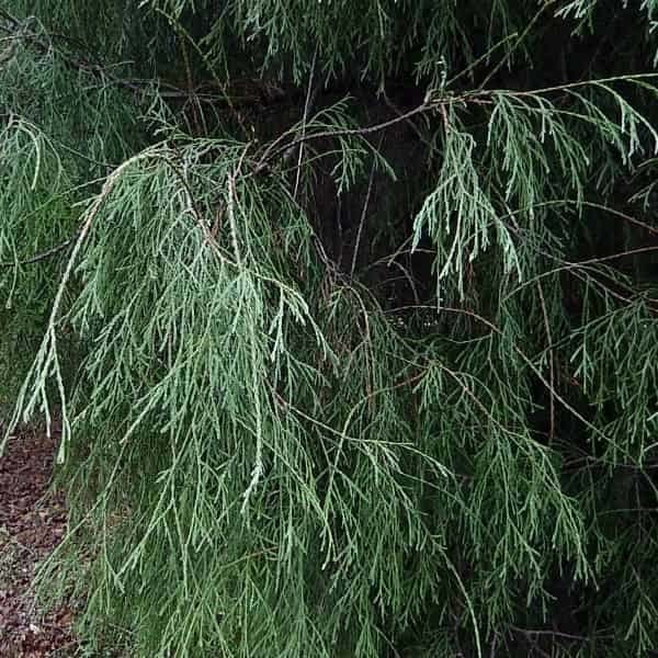 Thuja-FILIFORMIS.jpg