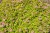 sundrop 3.jpg