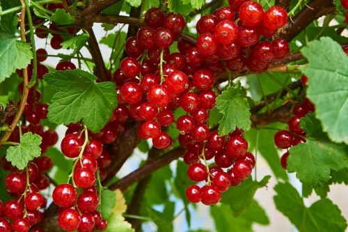 currant-g2a6cfe377_1280.jpg
