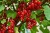 currant-g2a6cfe377_1280.jpg